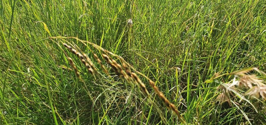 Sorghum purpureosericeum fruit