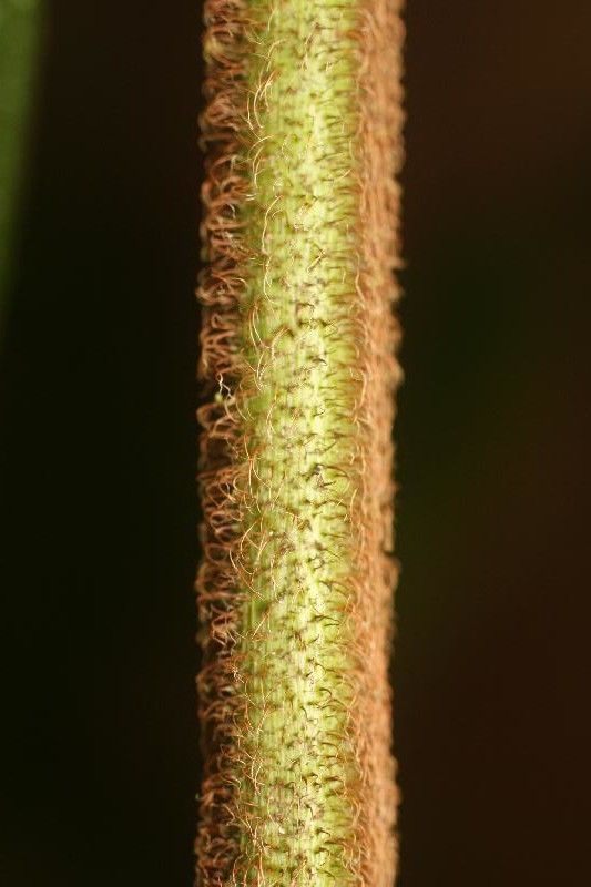 Miconia Tschudyoides other