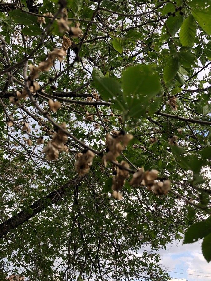 Ulmus elliptica fruit