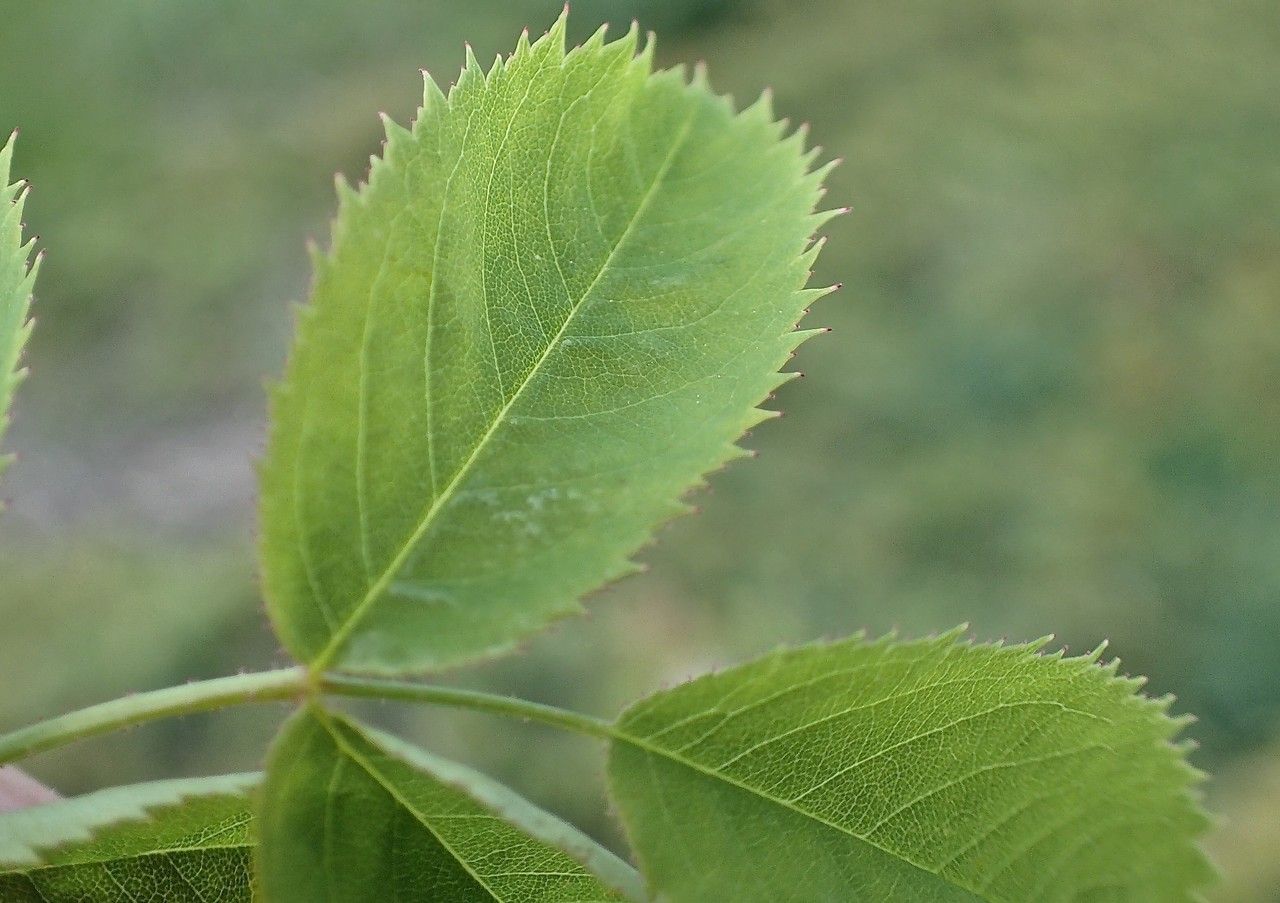 Rosa chavinii — houseplant care guide