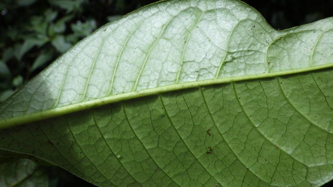 Psychotria exellii other