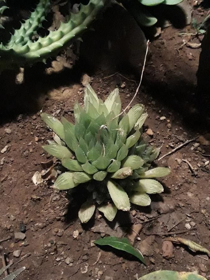 Haworthia mirabilis bark