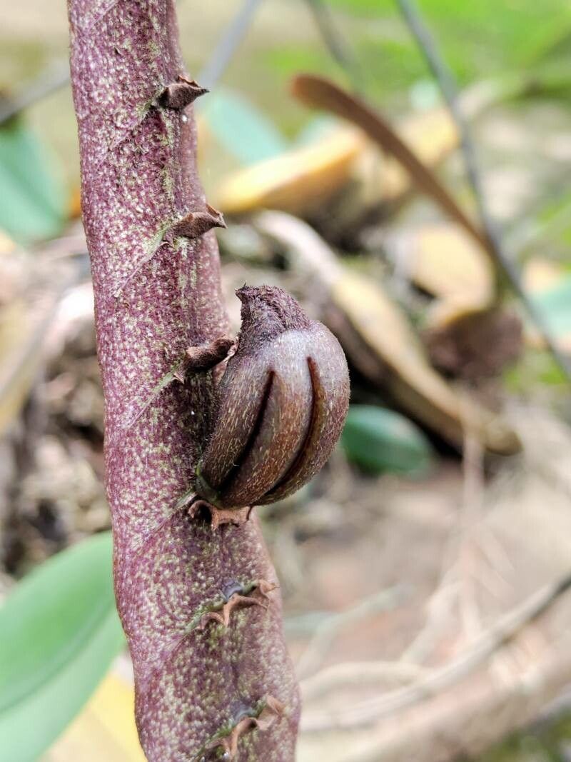 Bulbophyllum purpureorhachis fruit