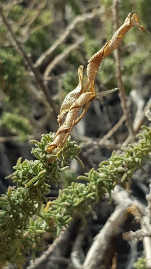 Adenocarpus viscosus fruit