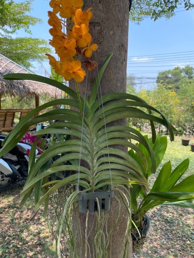 Vanda spp. habit