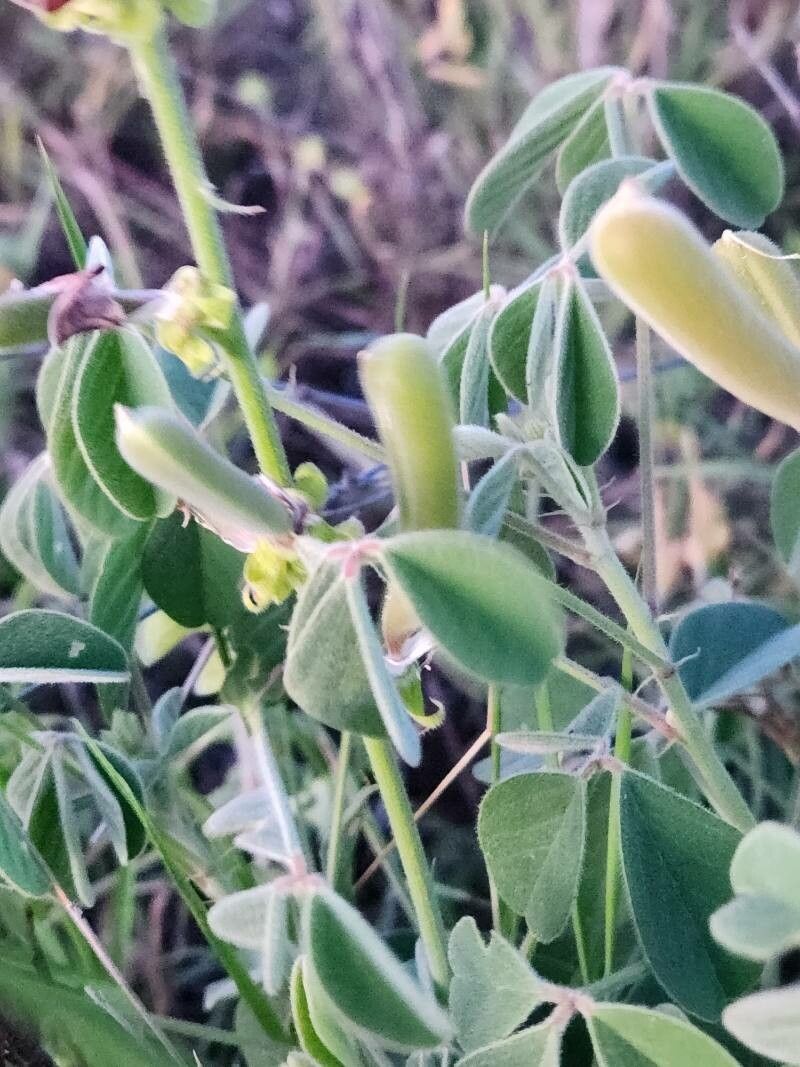 Crotalaria goodiiformis leaf