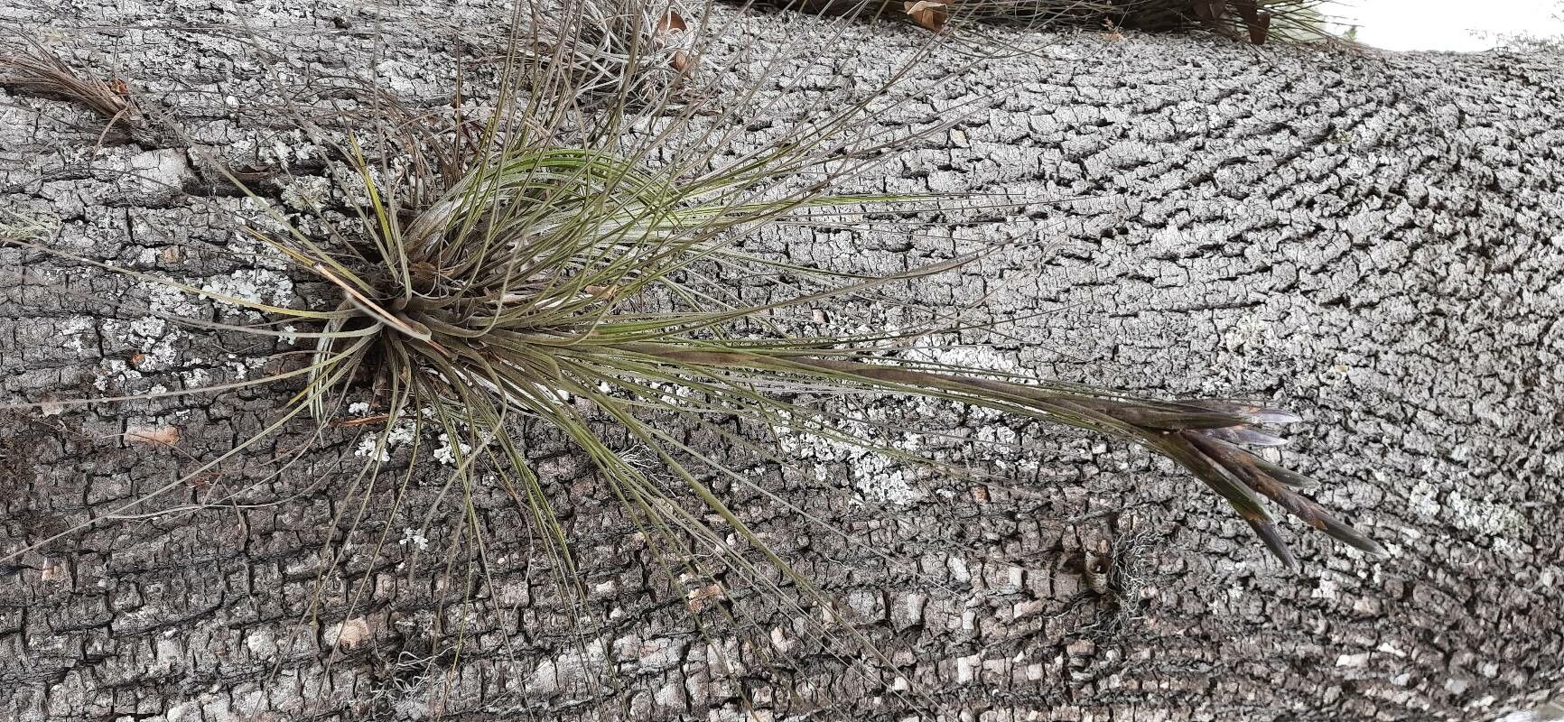 Tillandsia festucoides leaf
