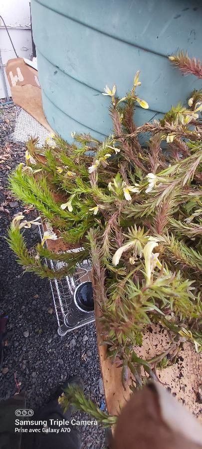 Euphrasia salisburgensis — search result for 'Euphrasia'