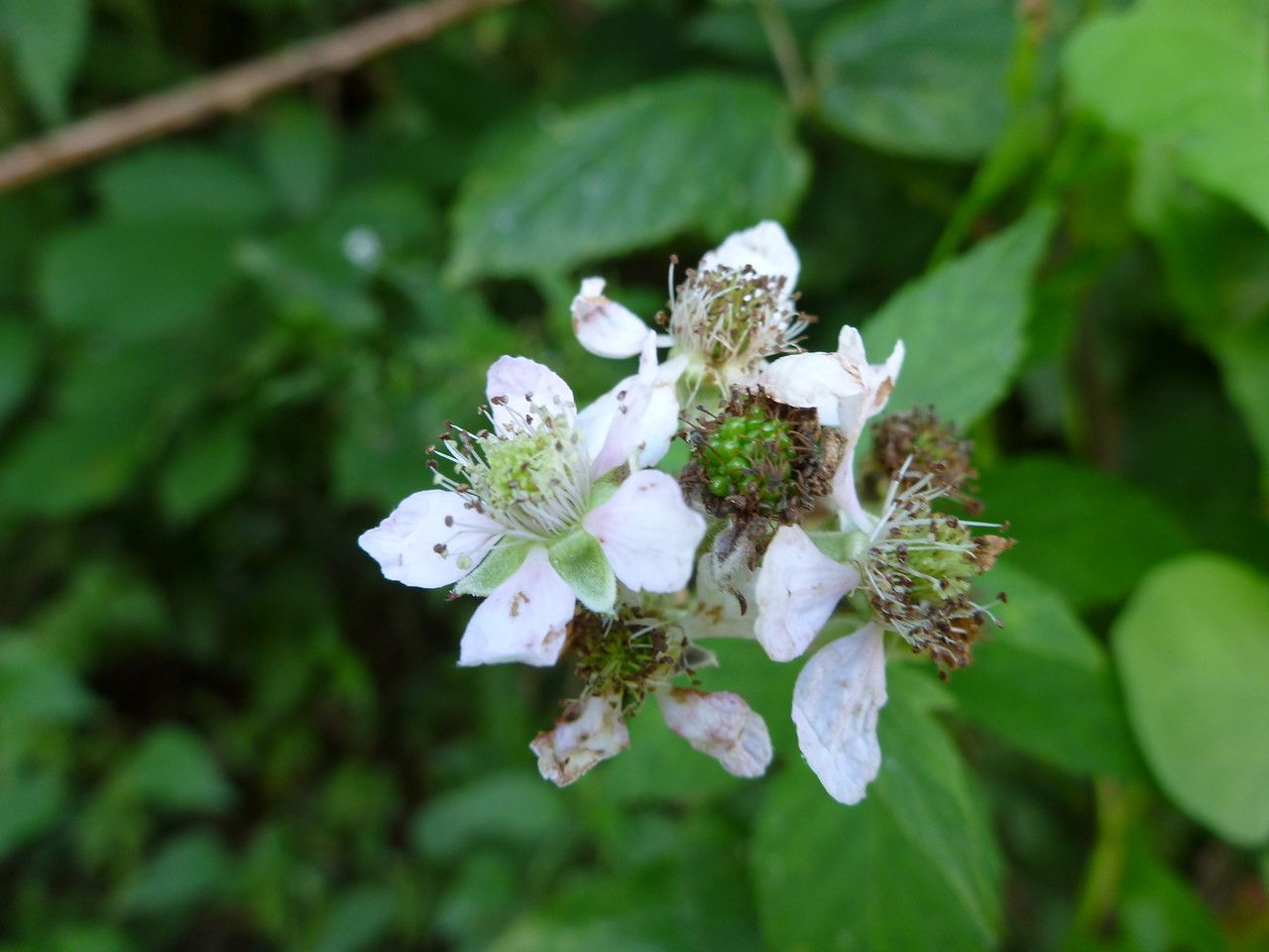 Rubus phyllostachys flower