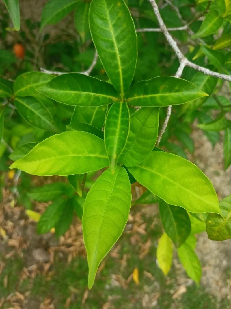 Tabernanthe iboga — search result for 'Gabon'