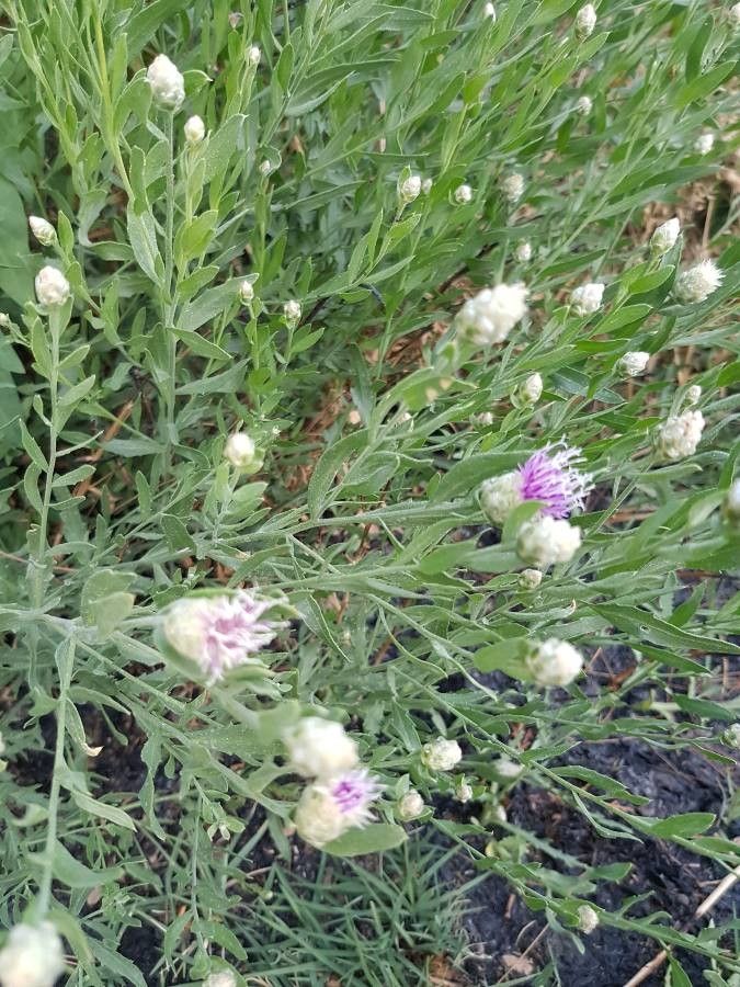 Rhaponticum repens leaf
