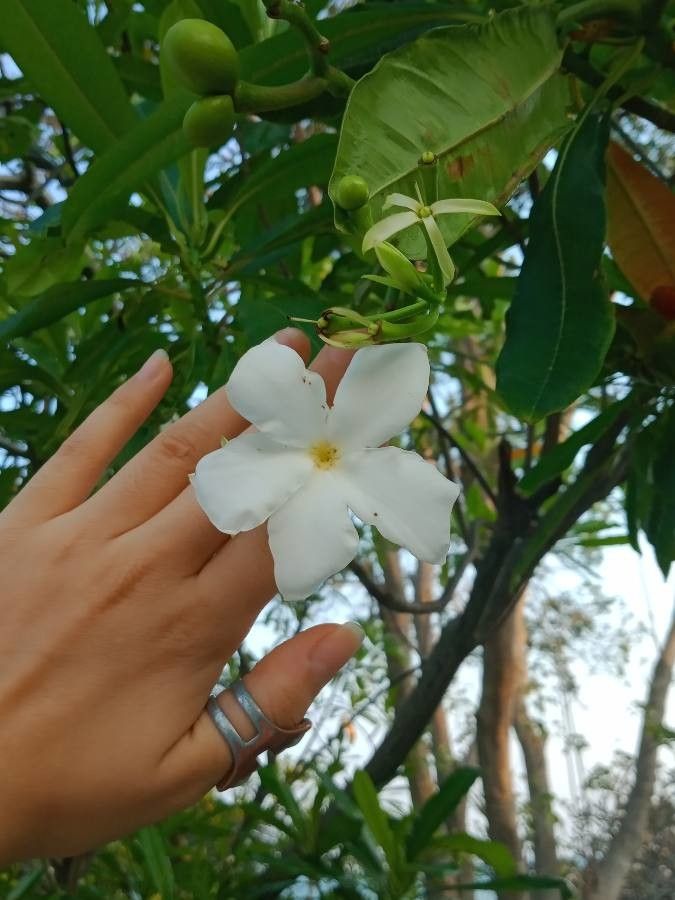 Cerbera odollam flower