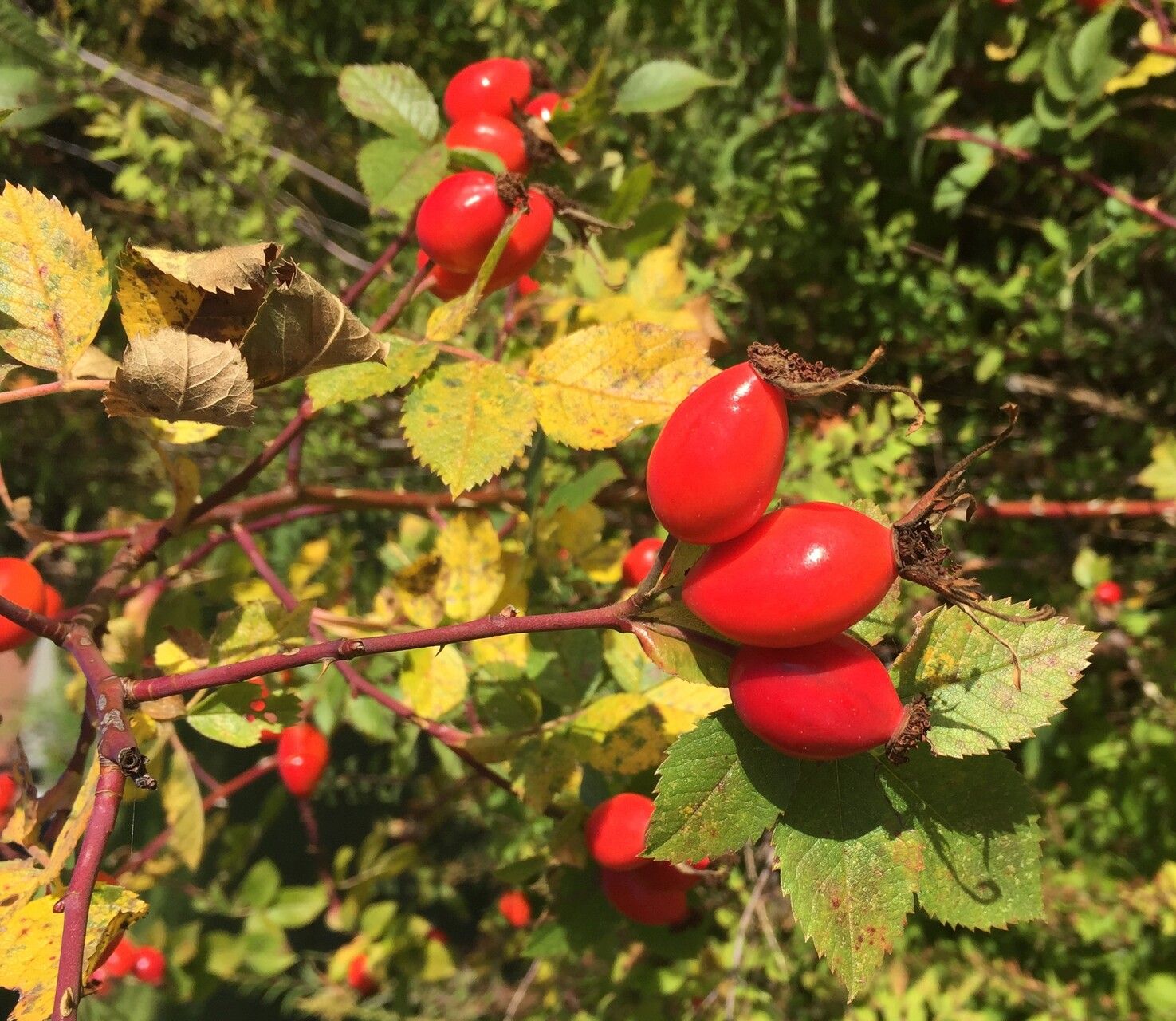Rosa dumalis fruit
