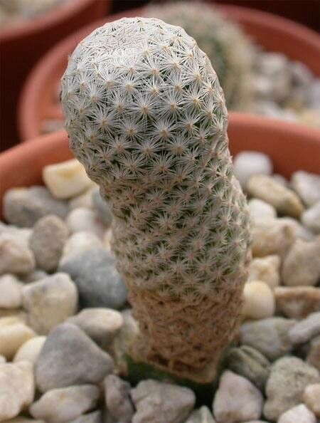 Mammillaria albiflora habit