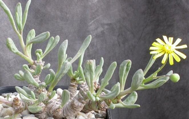 Crassothonna clavifolia — related species from the same genus