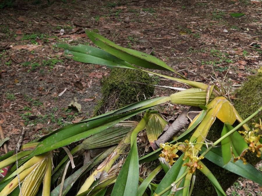 Oncidium lineoligerum — search result for 'Oncidium'
