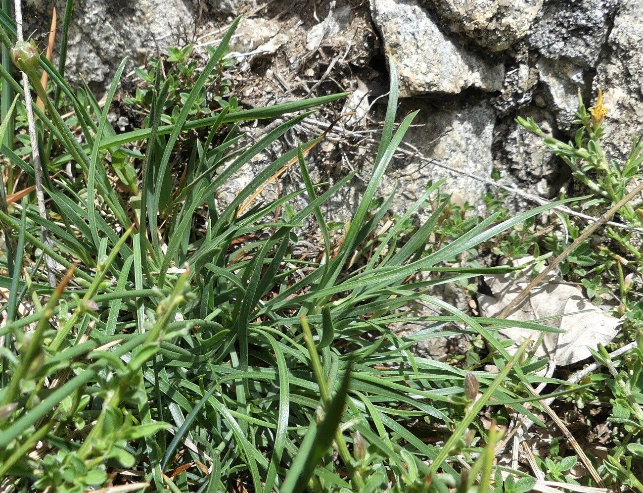 Armeria leucocephala — houseplant care guide