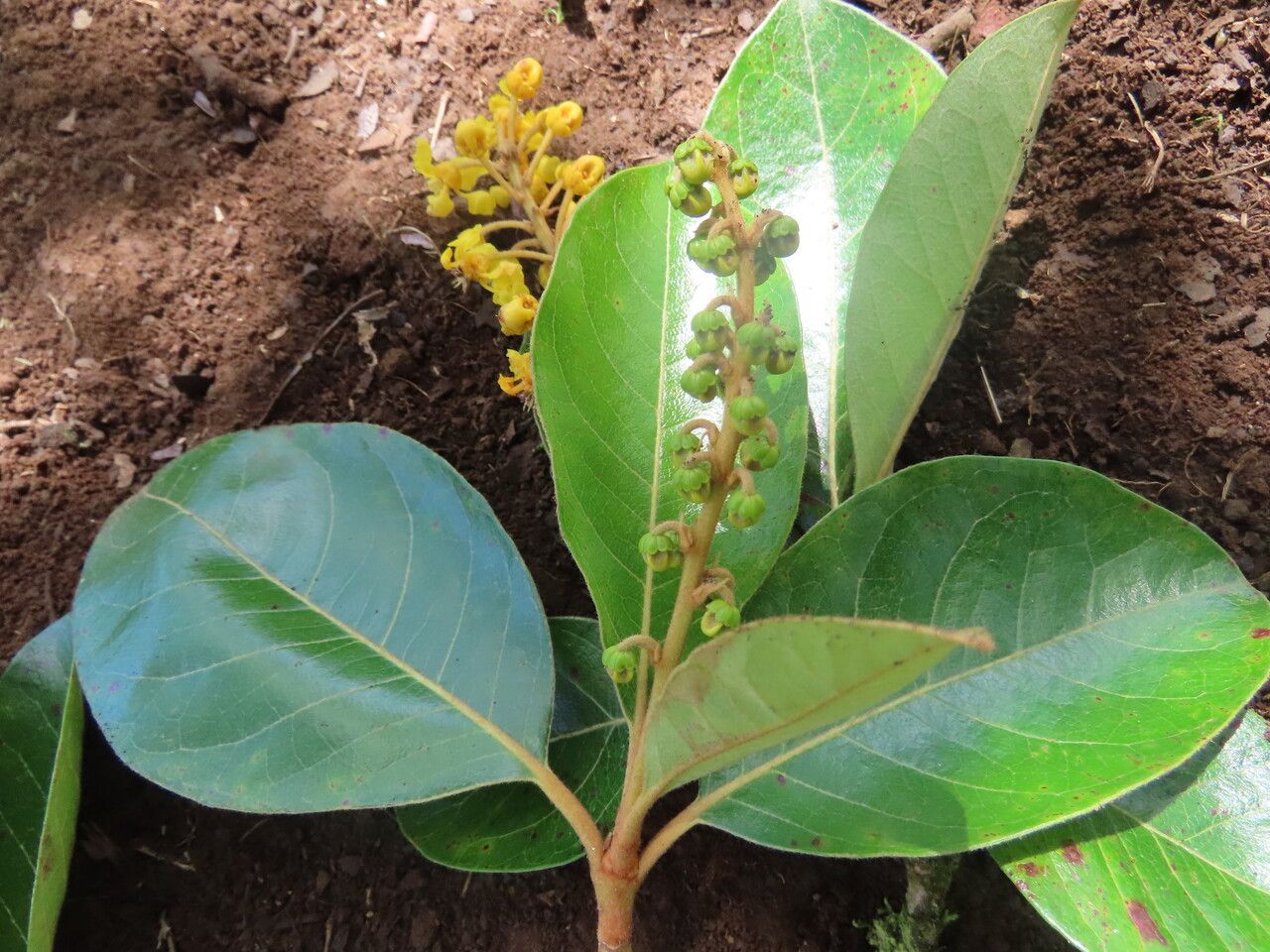 Byrsonima crassifolia leaf