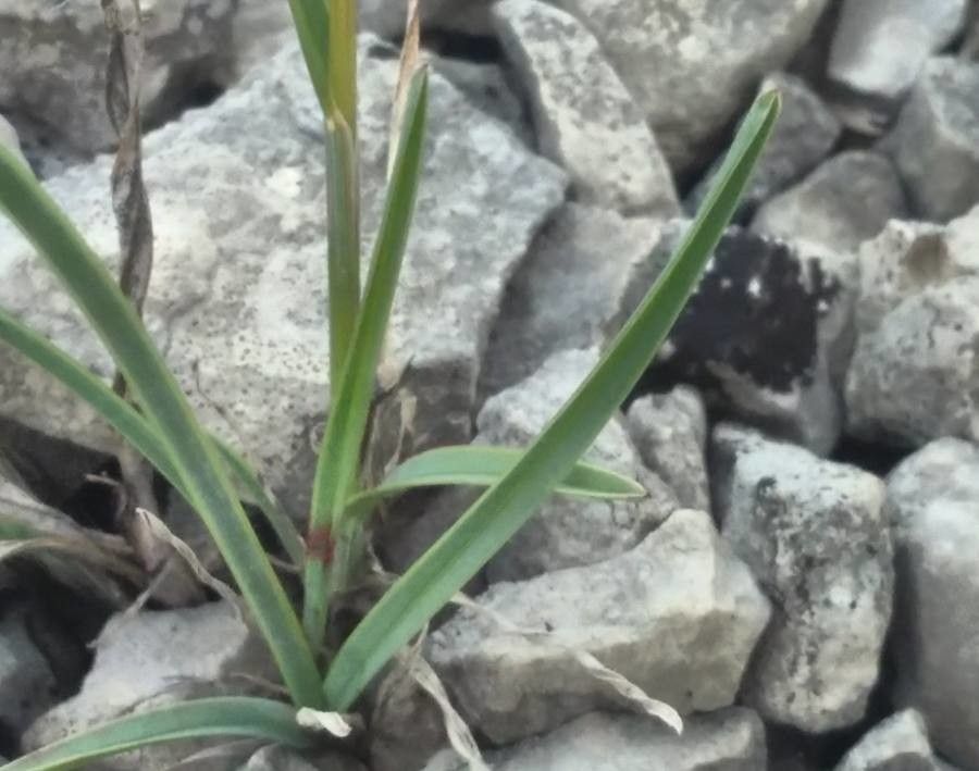 Helictochloa bromoides — related species from the same genus