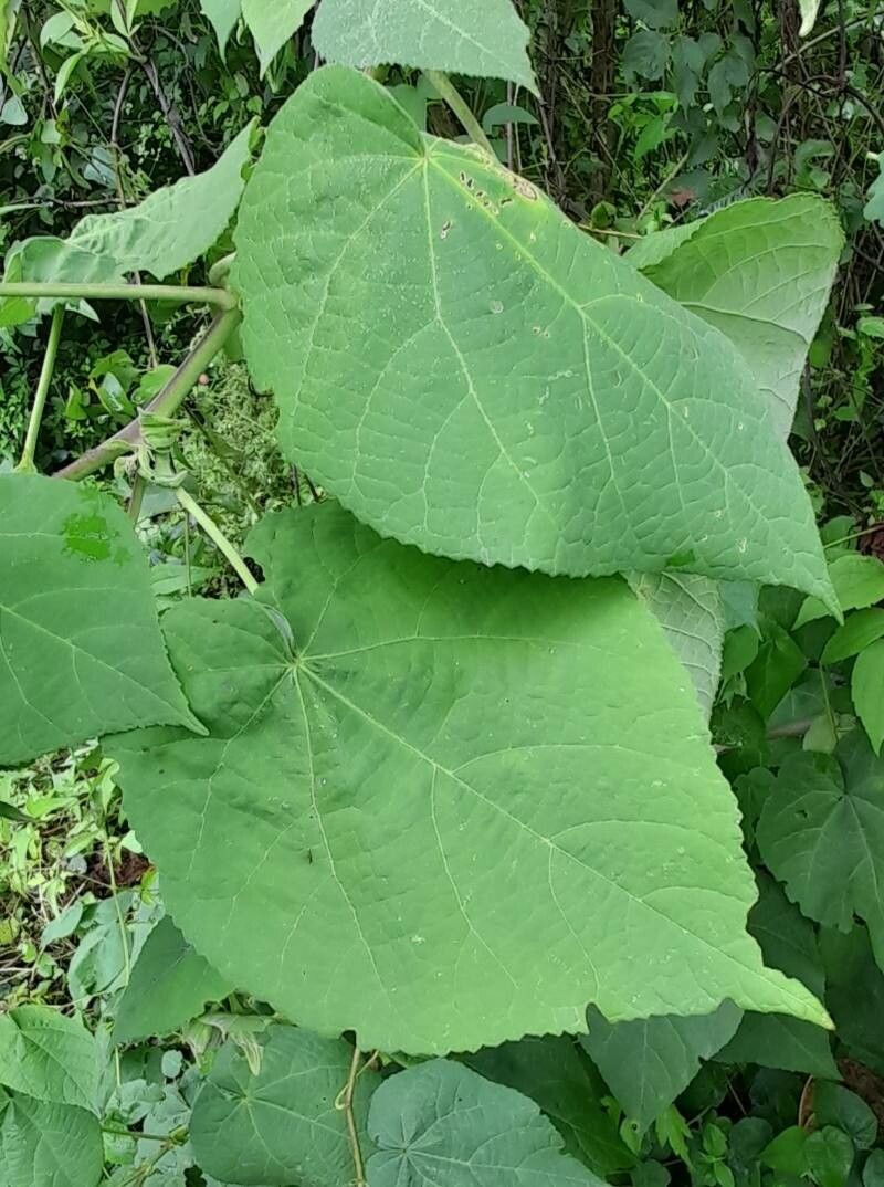 Abutilon jujuyense — houseplant care guide