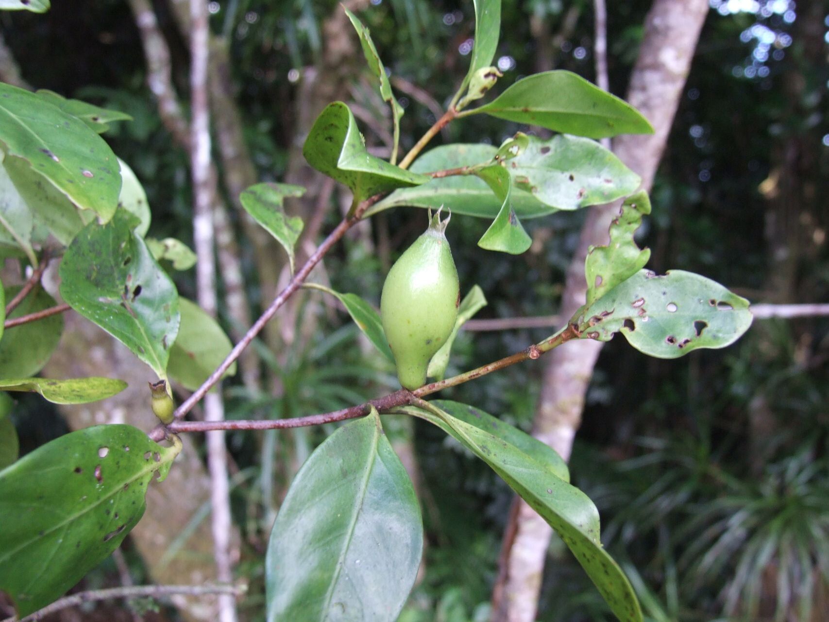 Atractocarpus pseudoterminalis fruit