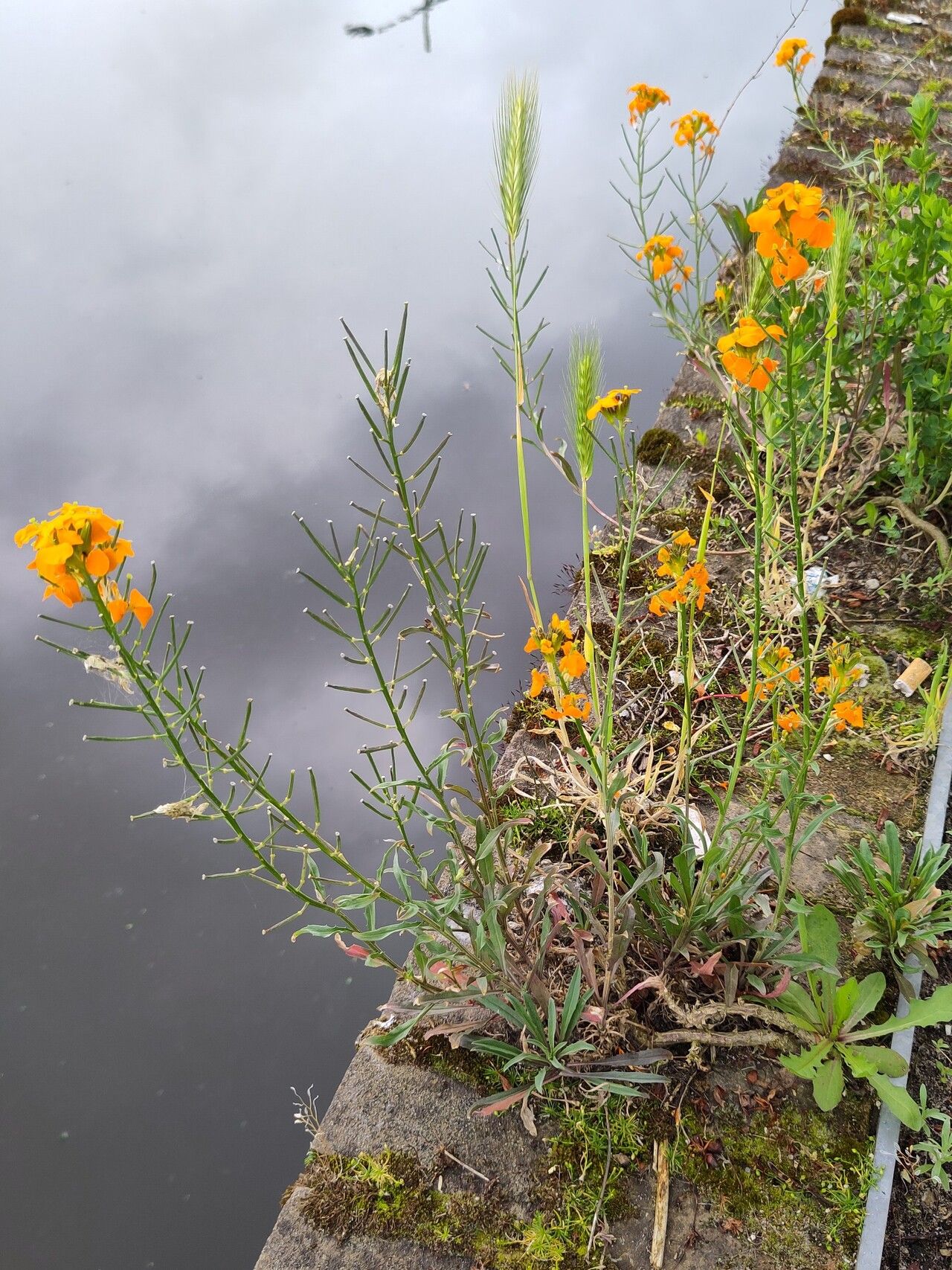 Erysimum × marshallii habit