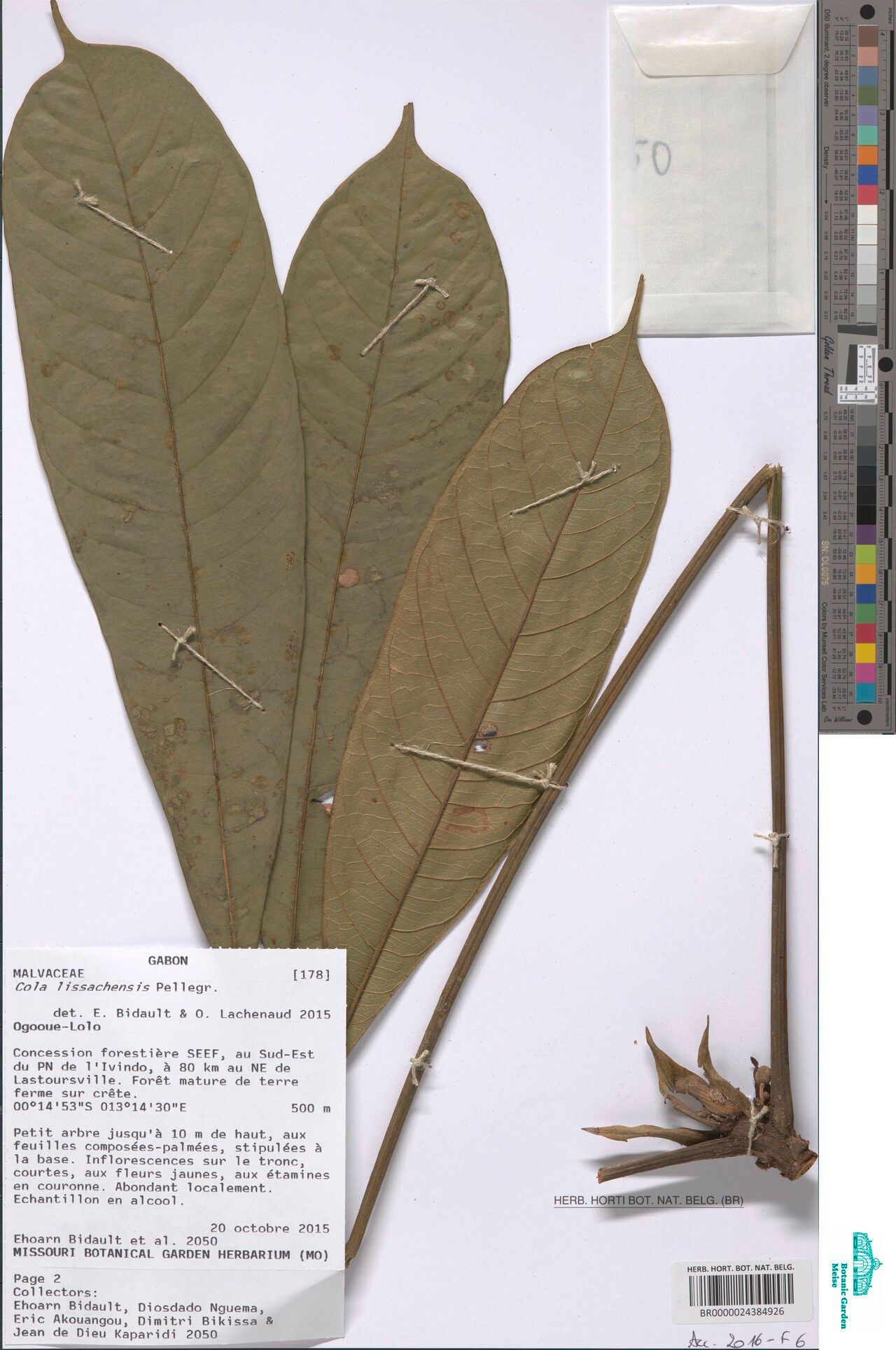 Cola lissachensis — houseplant care guide