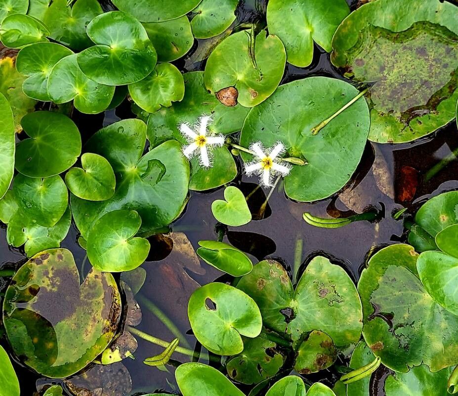 Nymphoides hydrophylla flower