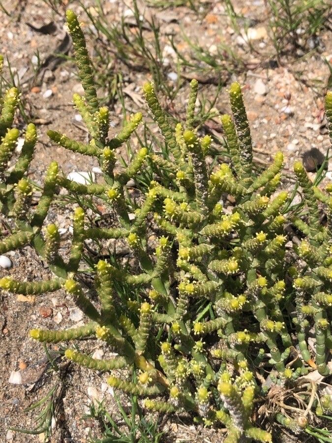 Arthrocaulon macrostachyum — houseplant care guide