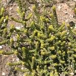 Arthrocaulon macrostachyum