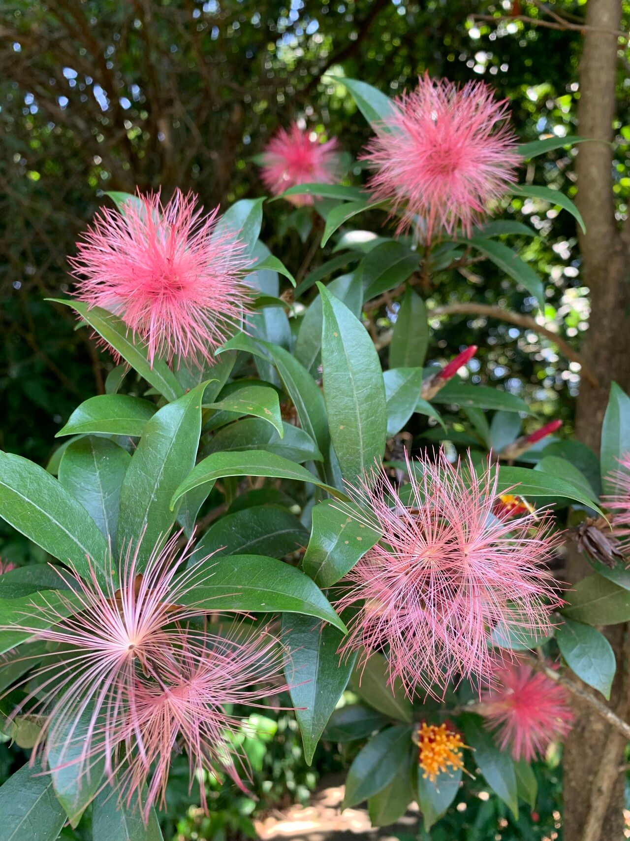 Stifftia fruticosa flower