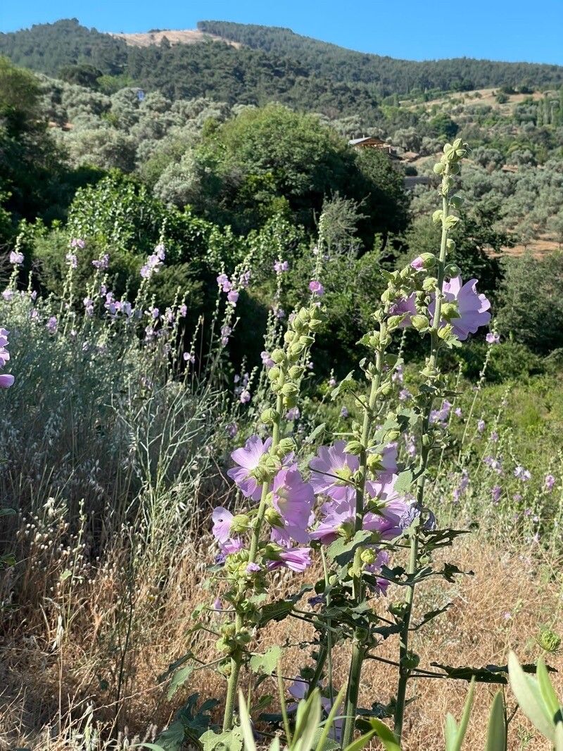 Alcea dissecta flower