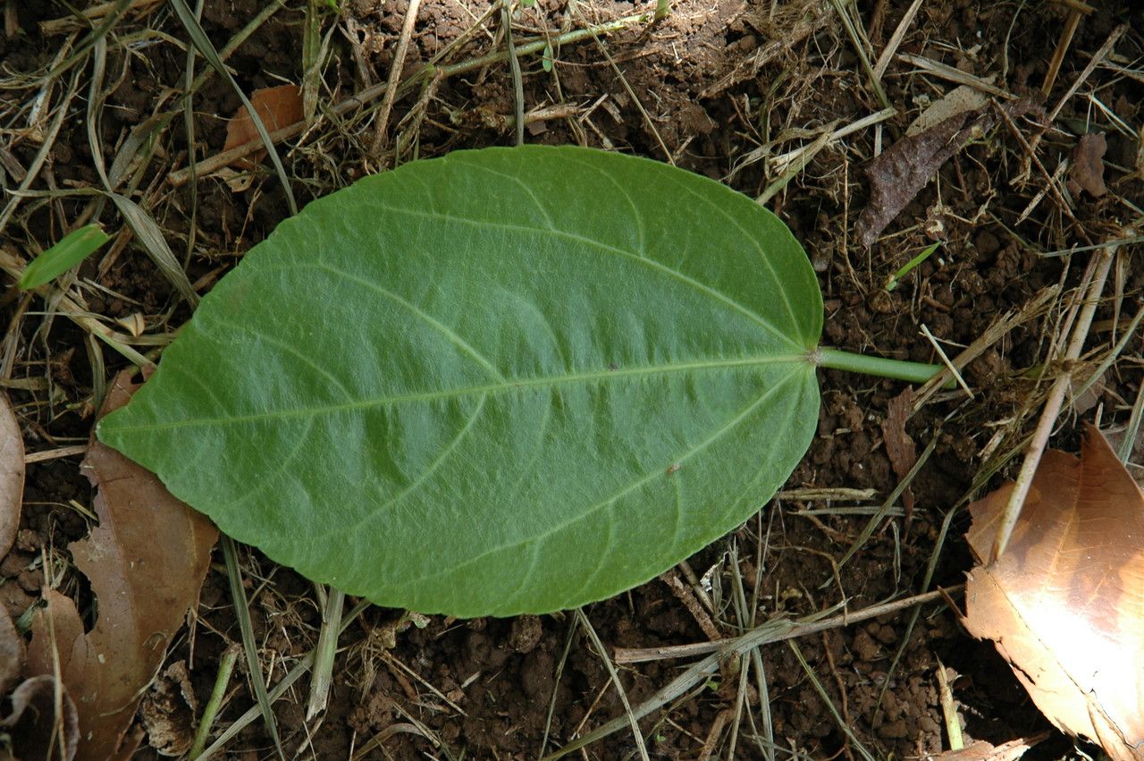 Hibiscus arnottianus — search result for 'Hibiscus'