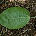 Hibiscus arnottianus
