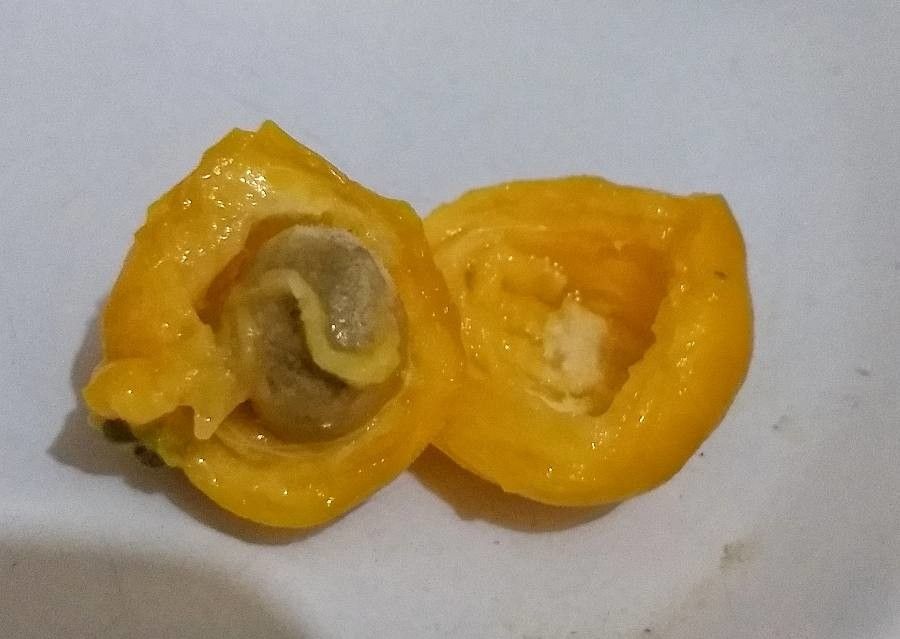 Eugenia dysenterica fruit