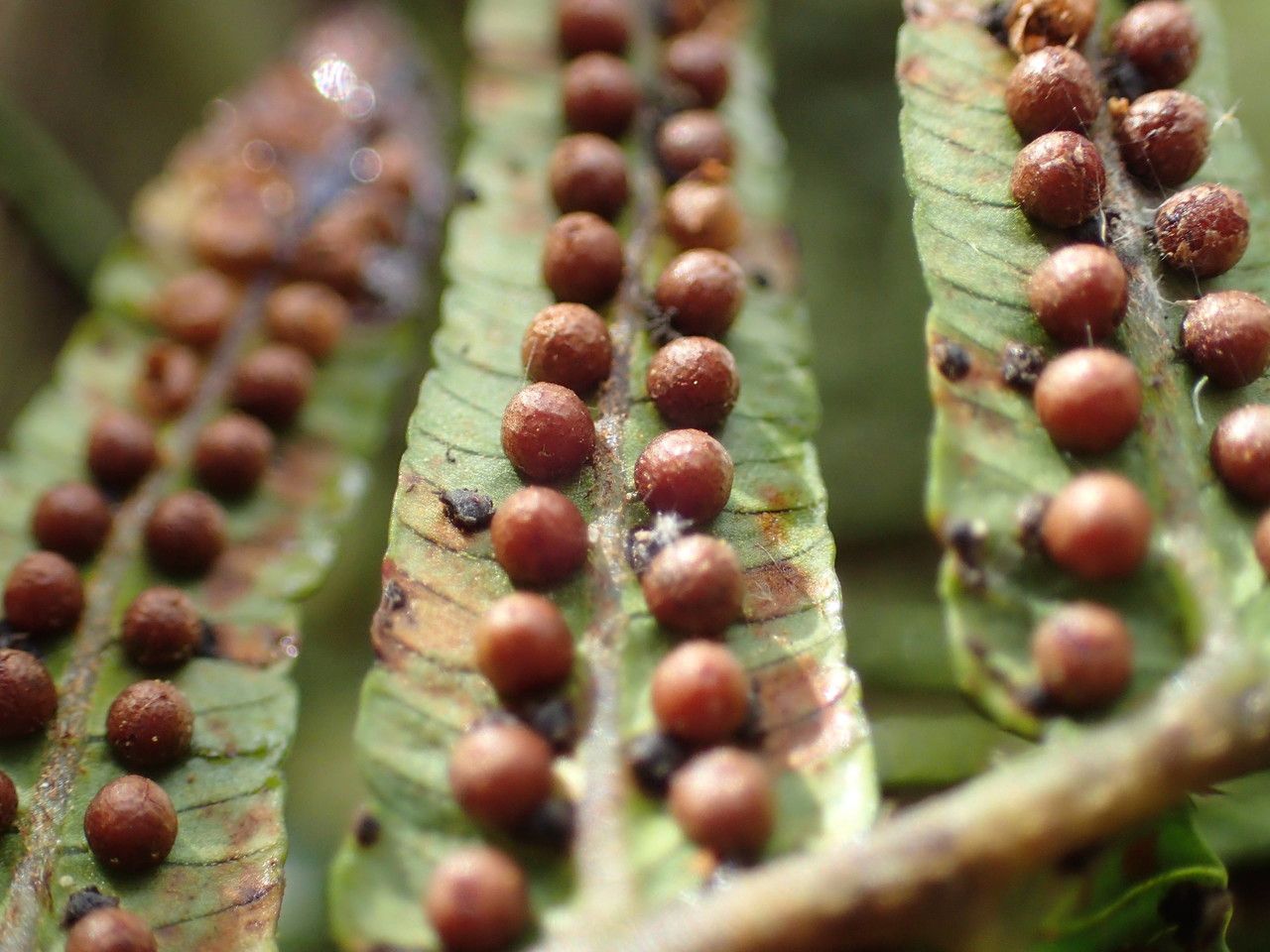 Cyathea borbonica fruit