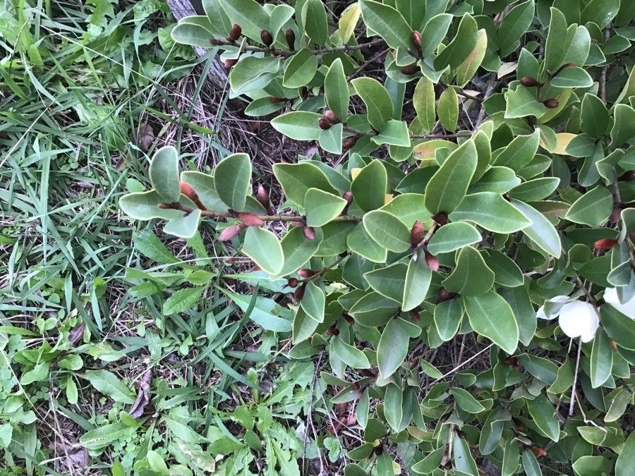 Magnolia laevifolia leaf