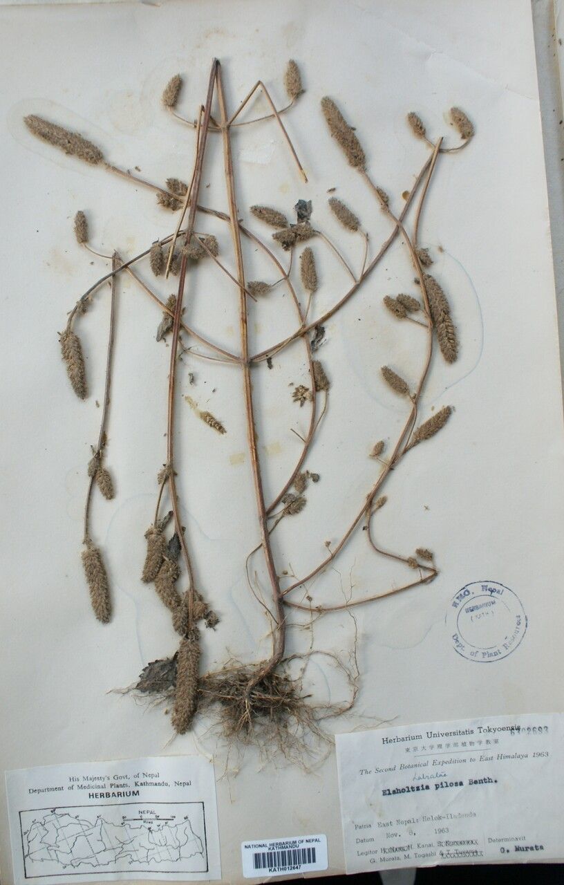 Elsholtzia pilosa other