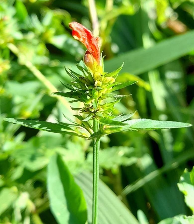 Dicliptera tweedieana — houseplant care guide