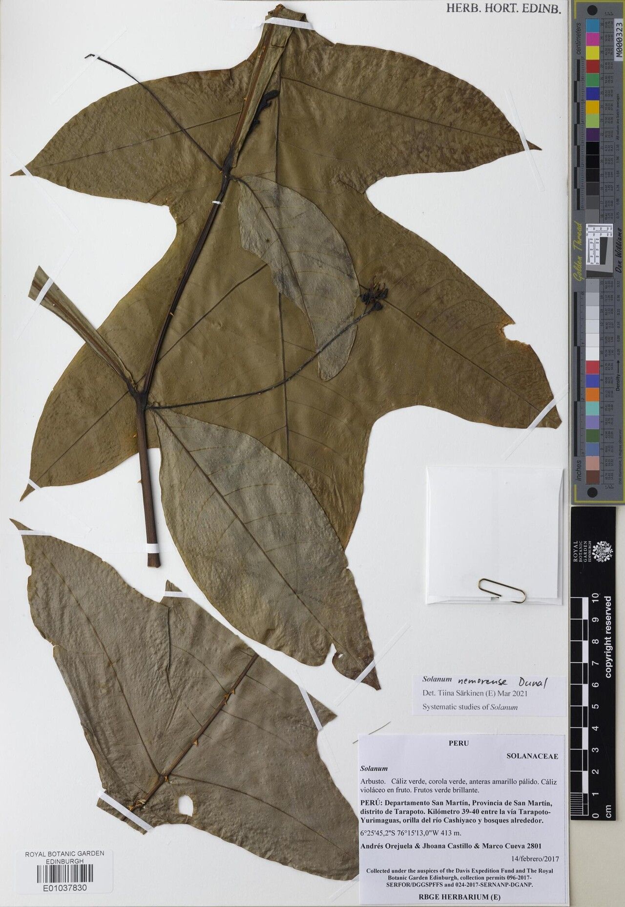 Solanum nemorense — houseplant care guide