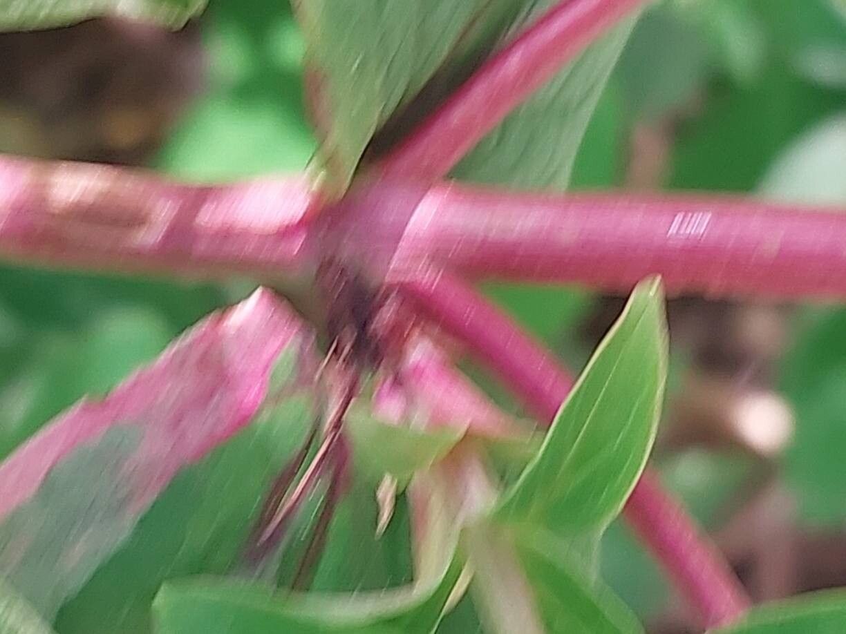 Hypericum × moserianum bark