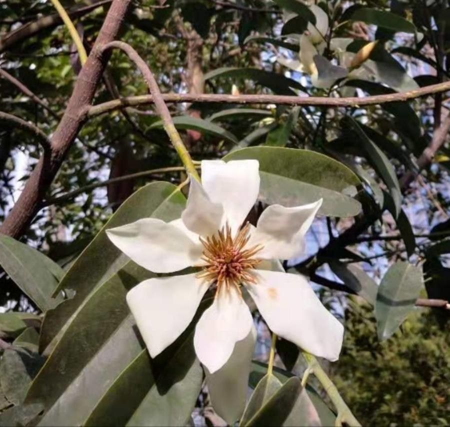 Magnolia maudiae flower