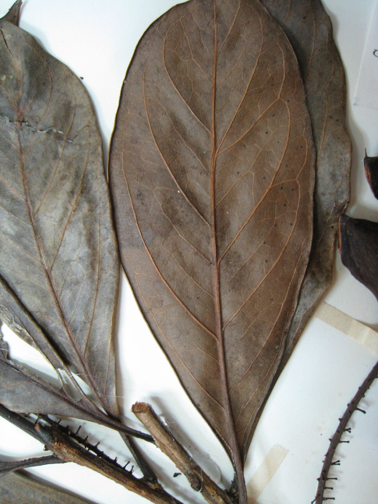 Roupala nitida other