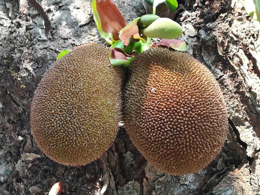 Artocarpus heterophyllus fruit