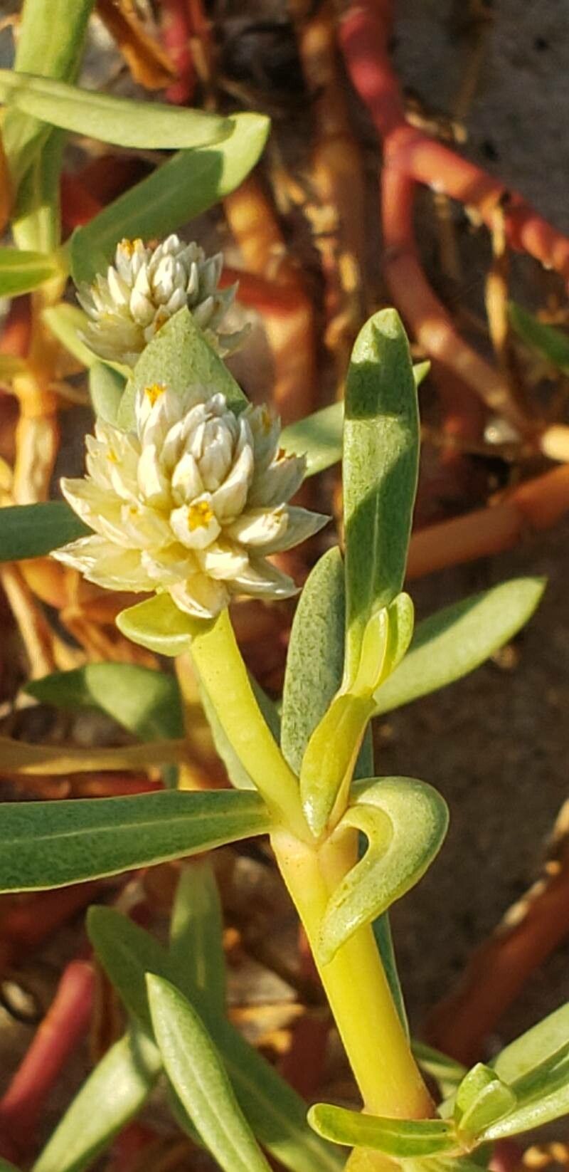 Gomphrena vermicularis flower