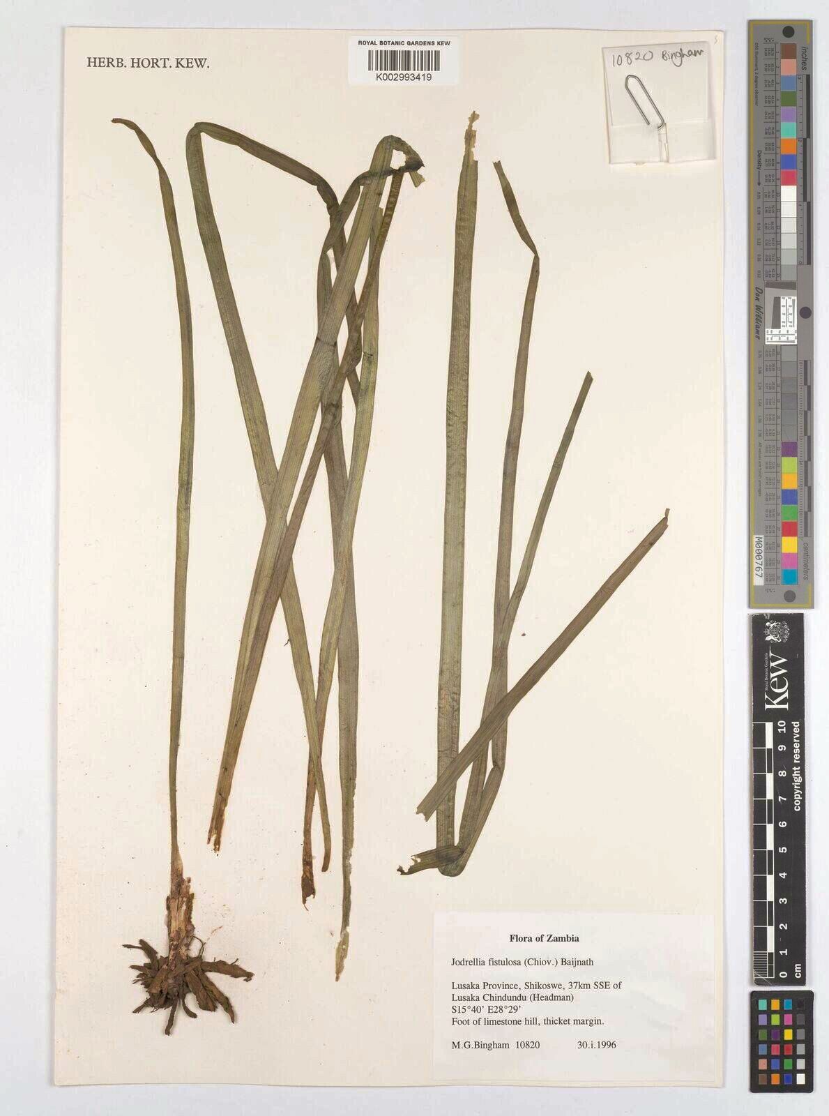 Bulbine fistulosa — search result for 'Bulbine'