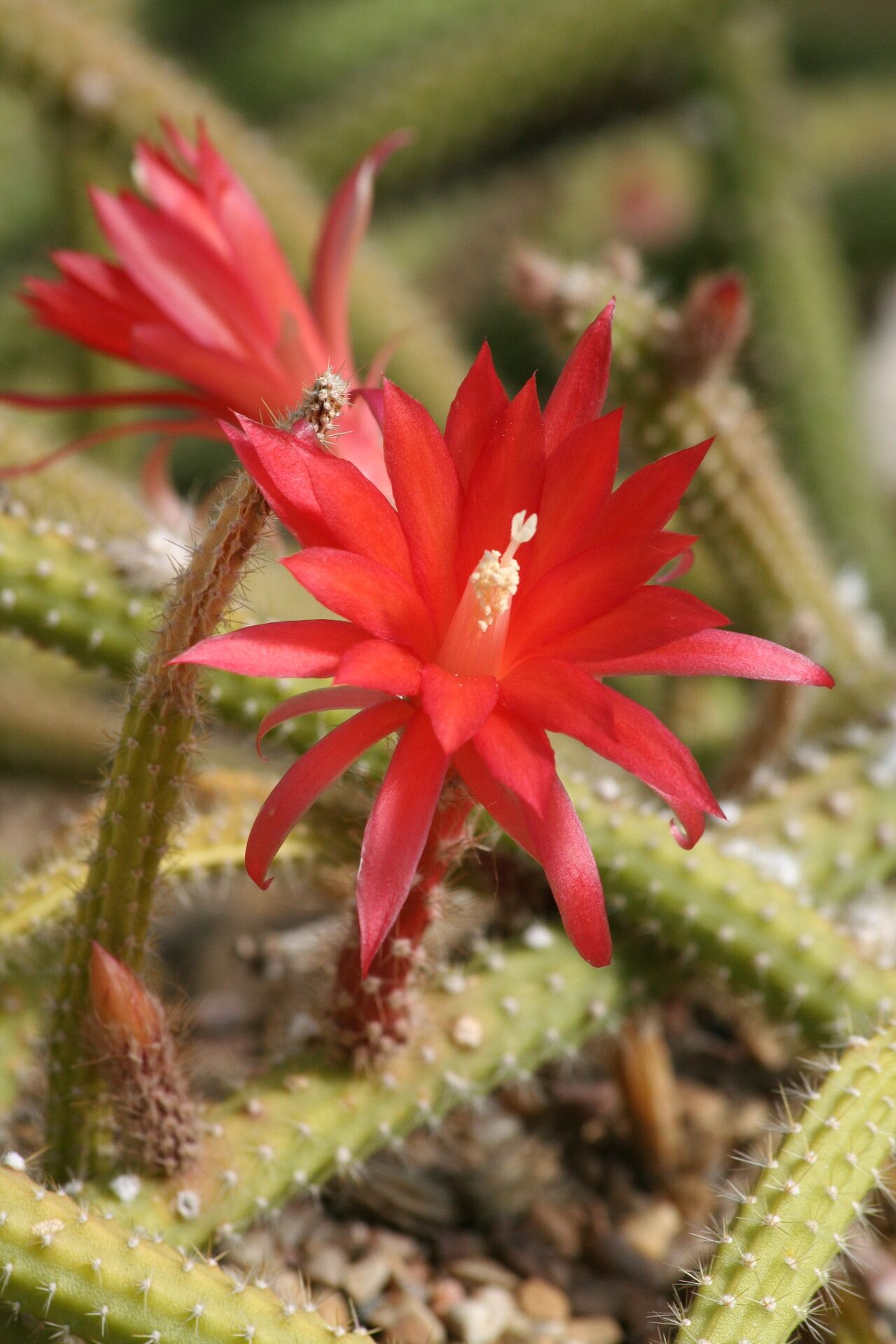 Aporocactus martianus flower