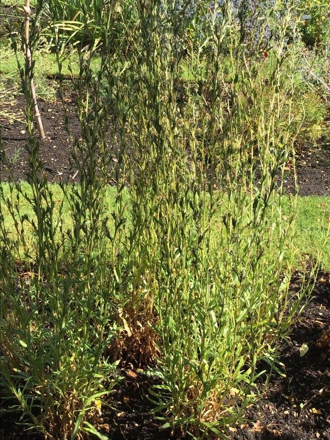 Oenothera stricta — search result for 'Oenothera'