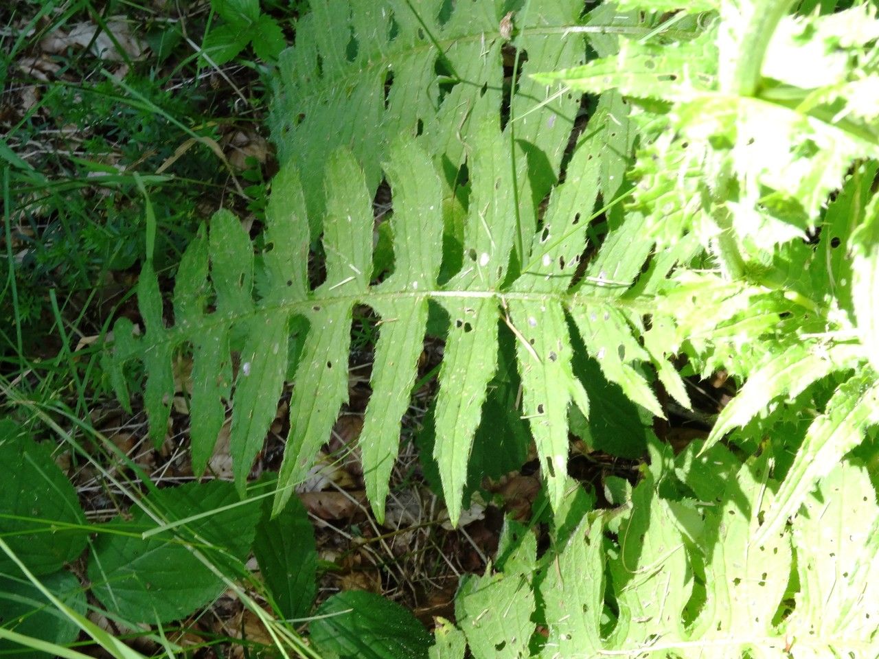 Cirsium erisithales leaf