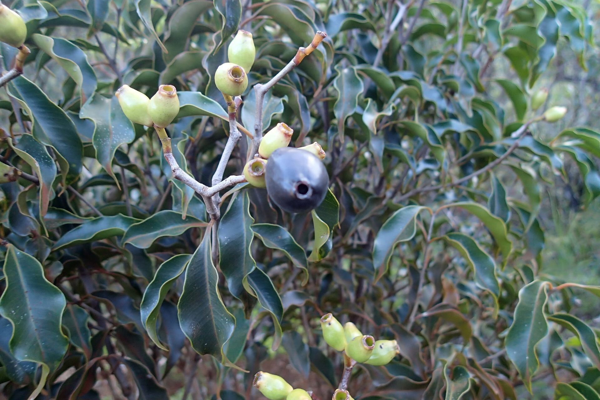 Syzygium austrocaledonicum fruit